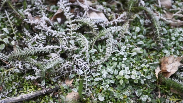 Мартенски сняг изненада Перник и Радомир